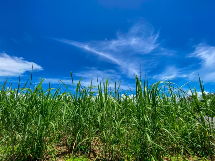サトウキビ畑