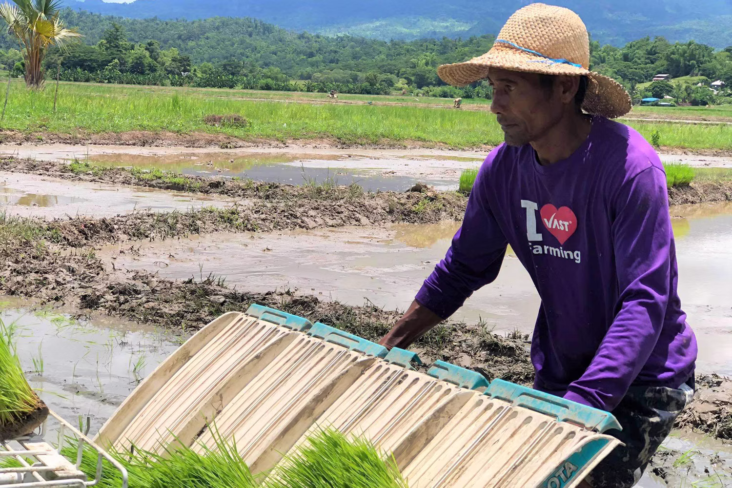田植えをする農家