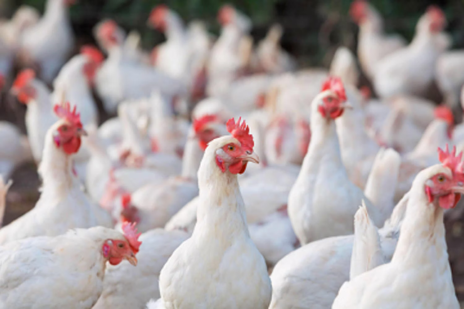 資料写真（農務省）