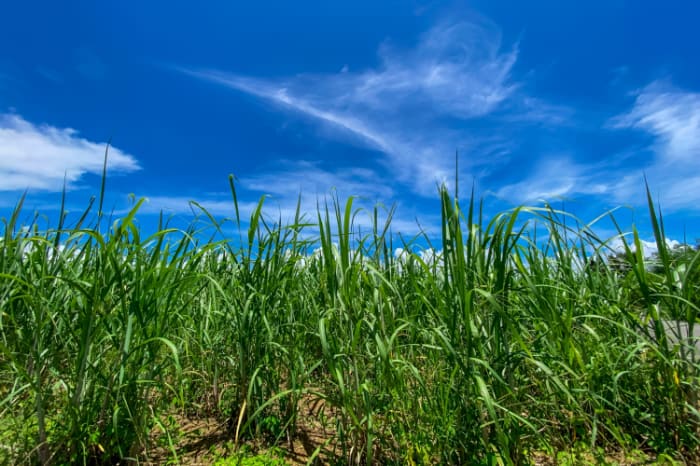 サトウキビ畑（資料写真）