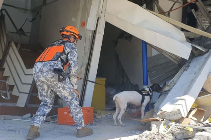 被災地で探知犬を使った救助活動に当たる沿岸警備隊員