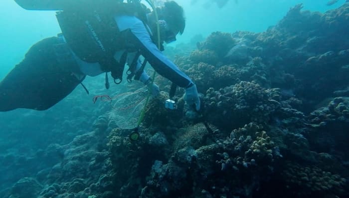 調査中にオニヒトデを除去する中国研究員