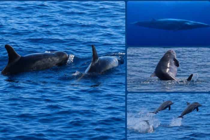 タニョン海峡で観測されたイルカ・クジラ類。