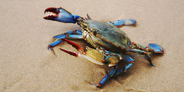 ワタリガニ