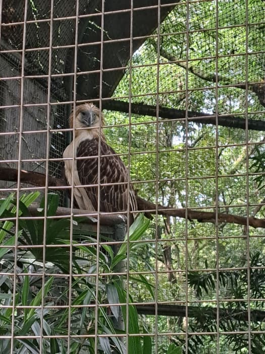 ニノイ・アキノ公園＆野生生物センターで保護されているフィリピン鷲の「ガーリー」
