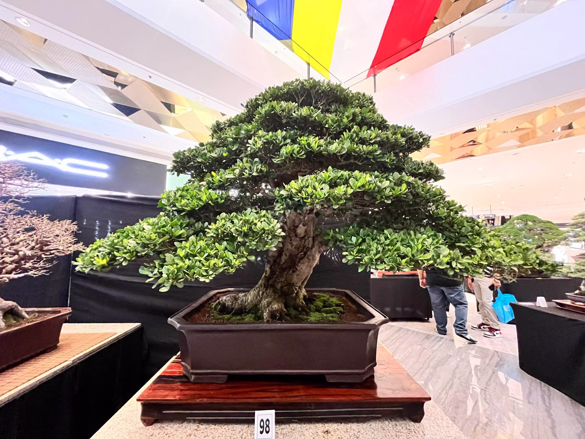 展示された盆栽