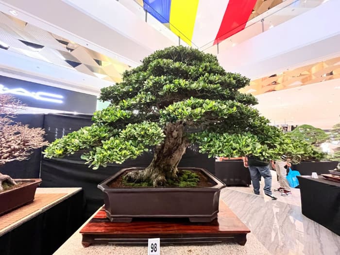 展示された盆栽