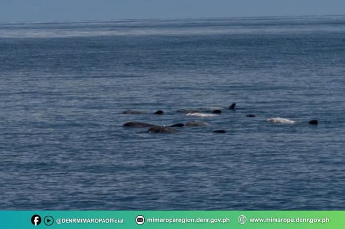 西ミンドロ州サンホセ町沖で観測されたカズハゴンドウの群れ