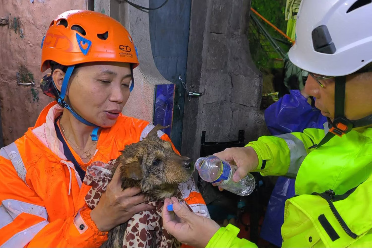 11日、バギオ市の土砂災害現場で保護された犬