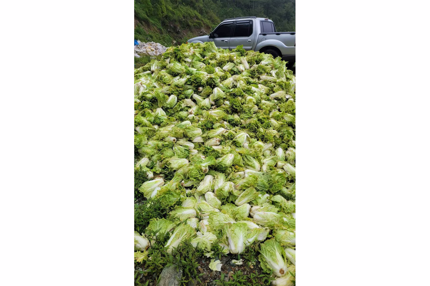 ベンゲット州トゥブレイの道路沿いに投棄された白菜