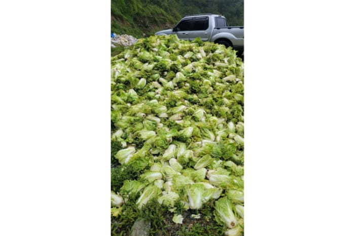 ベンゲット州トゥブレイの道路沿いに投棄された白菜