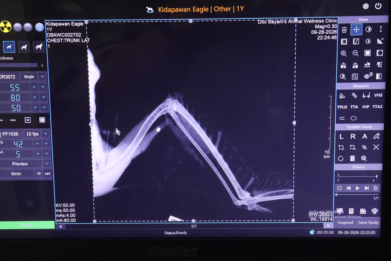 保護されたフィリピンワシ「マグペット」のレントゲン写真に写る空気銃のペレット弾