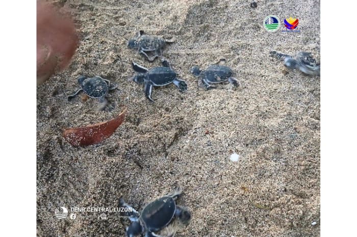 放流されたアオウミガメの子ガメ