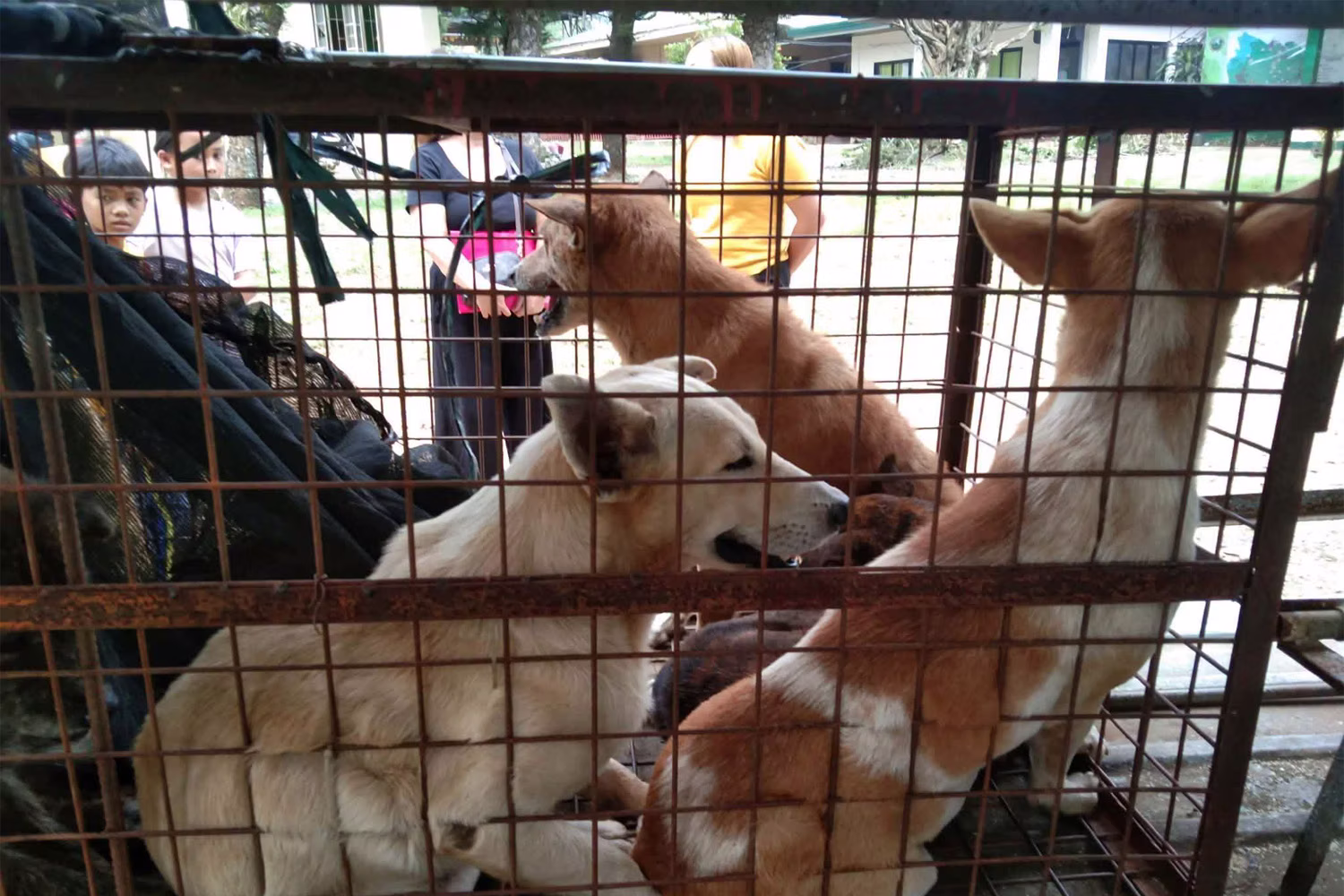 捕獲された野良犬