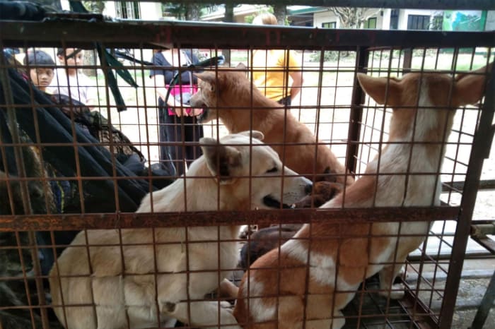 捕獲された野良犬